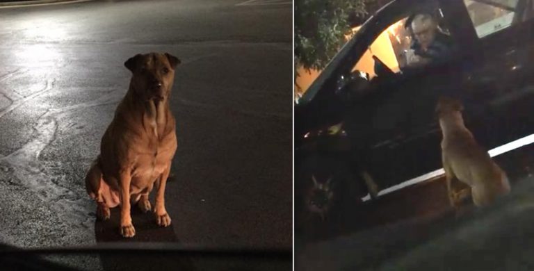 Dog Fakes Being A Stray To Get McDonald’s Hamburgers
