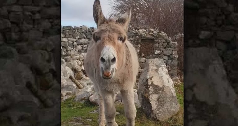 Singing Donkey ‘Serenades’ Man Passing By