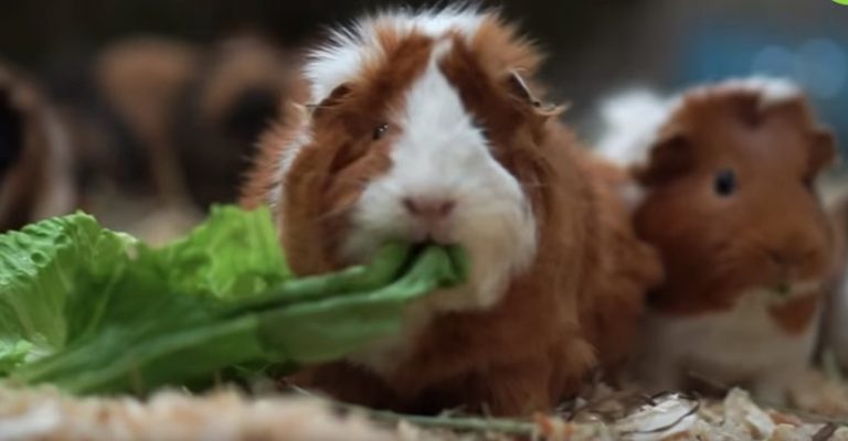Woman Rescues Thousands of Guinea Pigs After Discovering There Is No Rescue In Her City