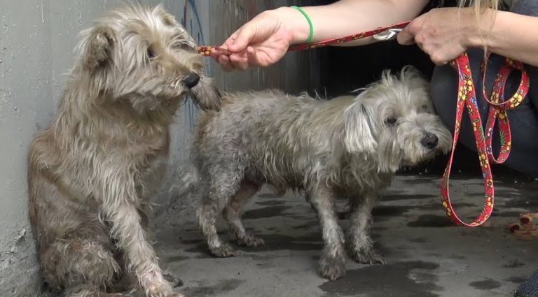 Two Abandoned Dogs In Sewer Cry For Help Until Some Kids Hear Them