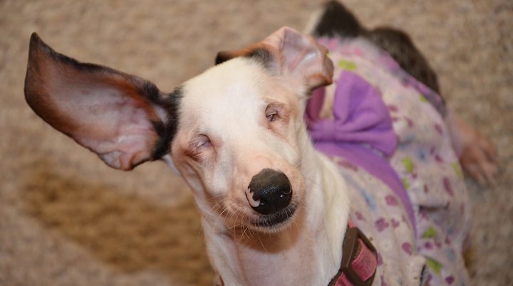 Blind And Deaf Dachshund Determined To Enjoy Life To The Fullest