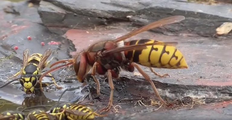 Man Captures Fascinating Look At Hornets Hunting Wasps In His Own Garden