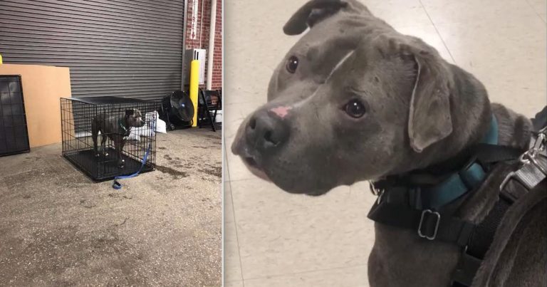Dog Left Behind After 299 Other Dogs Find Families At Adoption Event Gets Forever Home