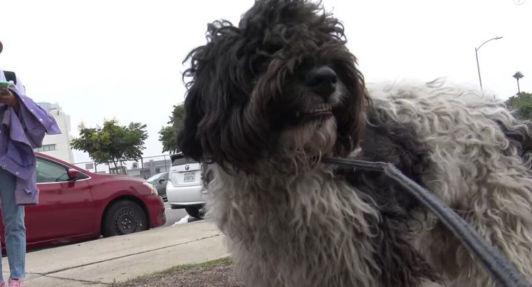 Homeless Dog Doesn’t Understand Rescuers Are Just Trying To Save Him