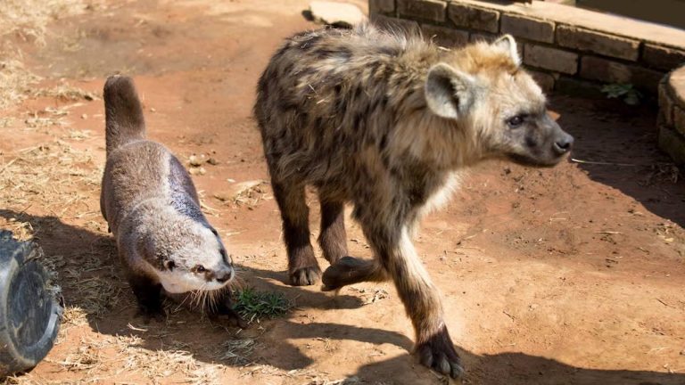 Rescued Otter Is Best Friends With Lions And Hyenas