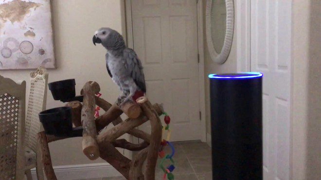 Parrot Gets a Kick Out of Using Amazon’s Alexa to Turn on House Lights