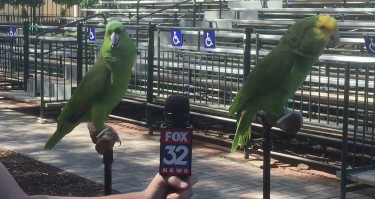 parrots sing together