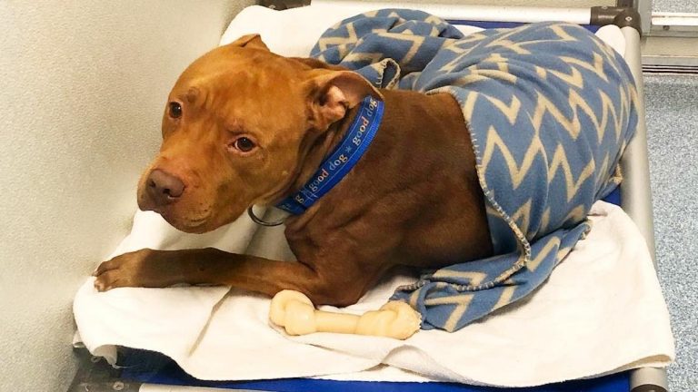 Shelter Dog Insists On Being Tucked In At Night