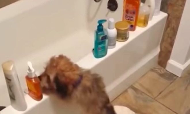 Funny Puppy Loves To Knock Bottles Into Bathtub
