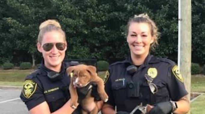 Pit Bull Puppy Digs Up Fully-Loaded Gun, Helps Avert Potential Tragedy