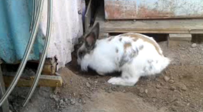 Determined Rabbit Digs Furiously To Free Kitten Friend