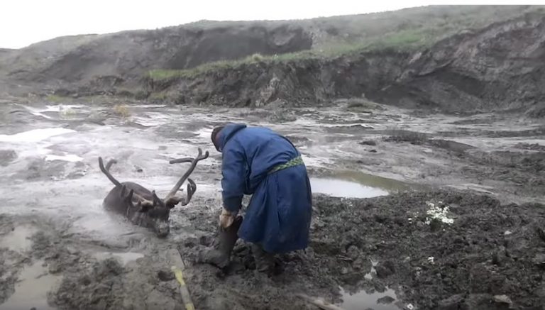 reindeer in mud freed