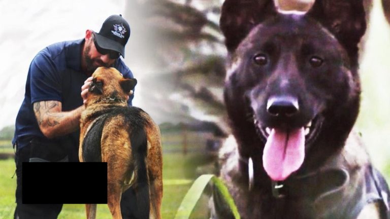 Retired Military Dogs Find New Homes Thanks To This Navy SEAL