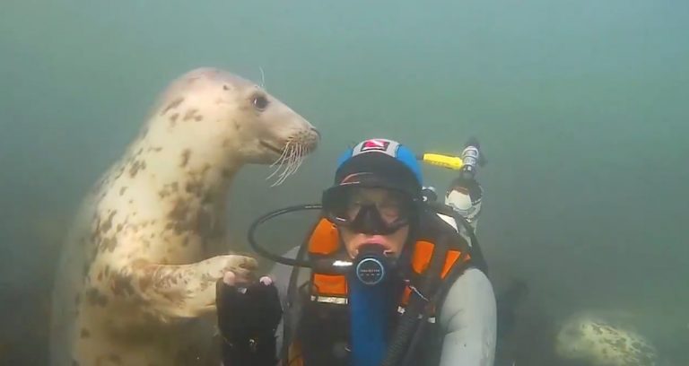 Wild Grey Seal Wants Diver To Give Him A Hug And Hold Hands