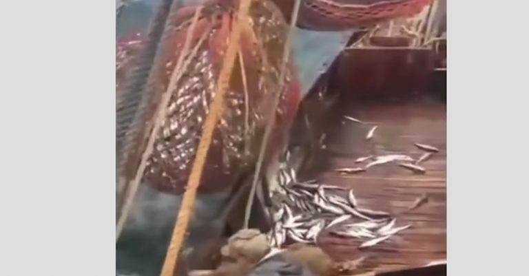 Fishermen Find Huge Sea Lion Inside Heavy Fishing Net
