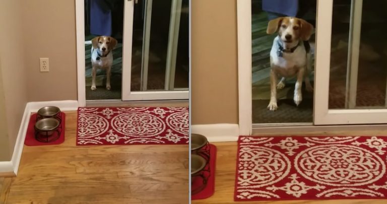 Funny Dog Waits For Open Door To Be Opened For Him