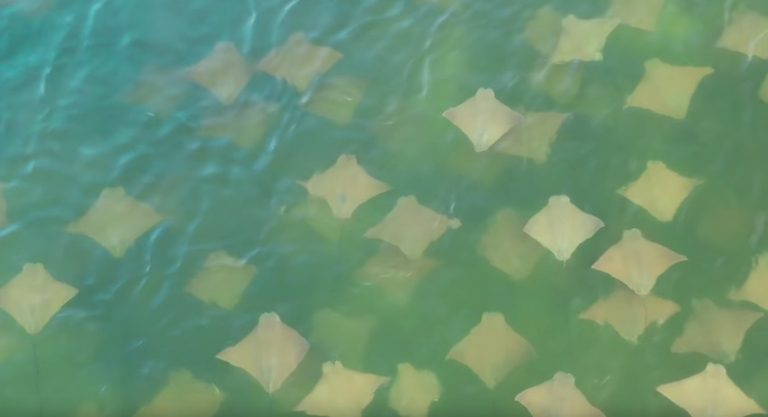 Drone Captures Thousands Of Stingrays Migrating Off The Coast Of Florida