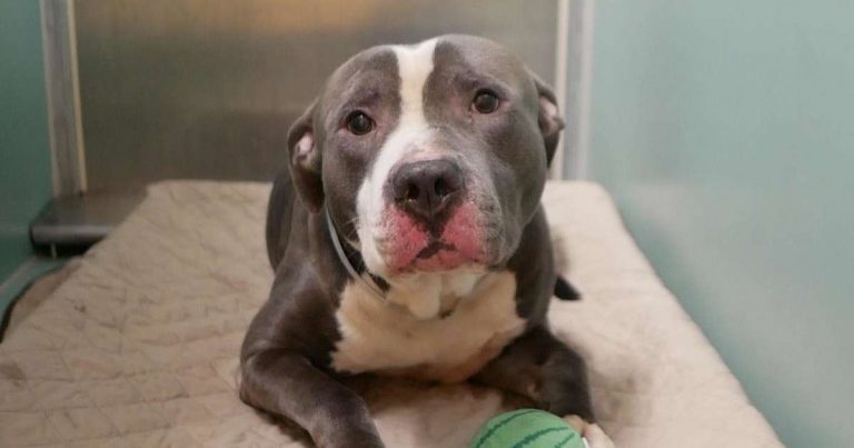 Affectionate Dog Left At Shelter To Die Because His Family Having Another Baby