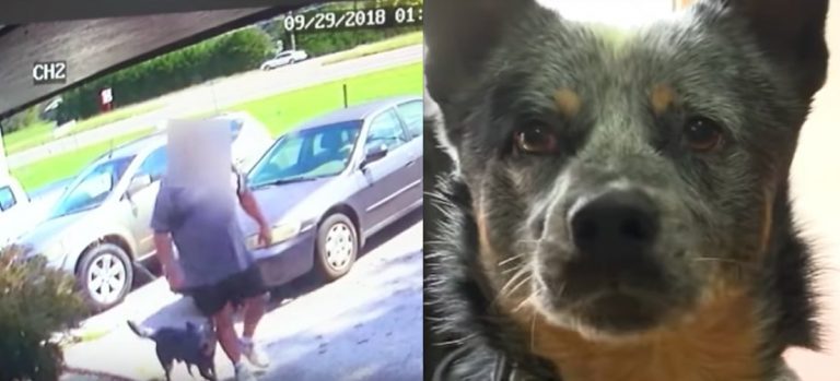 Dog Filmed Running After Man Who Abandoned Him at Shelter Finds a New Family