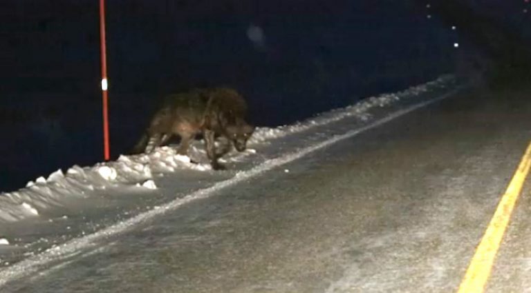 Giant Wolf Emerges From The Dark, Approaches Man’s Car