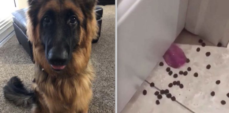 Funny Dog Tries To Help Clean Up Mess He Made Spilling Treats