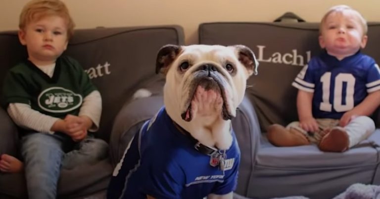 Loving Bulldog Knows It’s His Job To Protect His Baby Human Brothers