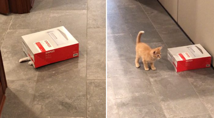 Company Employs Two ‘Office Kittens’ Who Get Up To Adorable Mischief