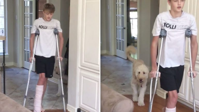 dog mimics boy on crutches