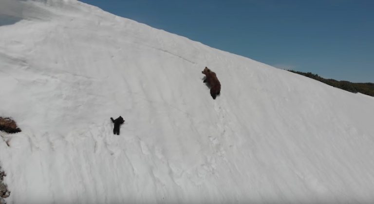 Drone Endangers Bear Cub Trying To Climb Up To His Mama