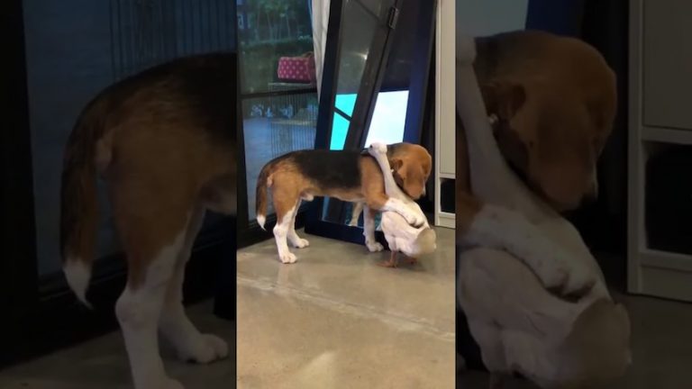 Dog And Duck Hug Each Other Before Heading Out To Play