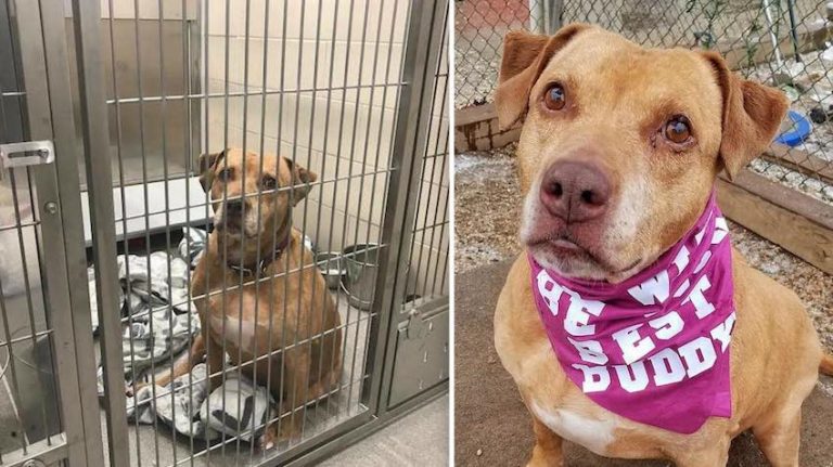 Lost Dog Never Picked Up By Family At Shelter Has Been Waiting Over 2 Years For New One