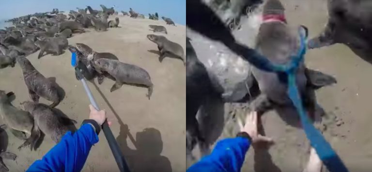 Men Chase After Seal With Plastic Wrapped Around Its Head To Save It
