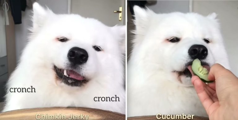 Watching This Samoyed Dog Review Different Types of Food Is Incredibly Relaxing