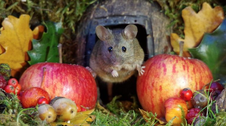 Man Finds A Mouse In His Garden And Builds Him A Log Home