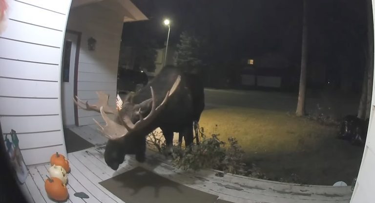 Homeowner Wakes to Find Moose Snacking On His Jack O Lanterns