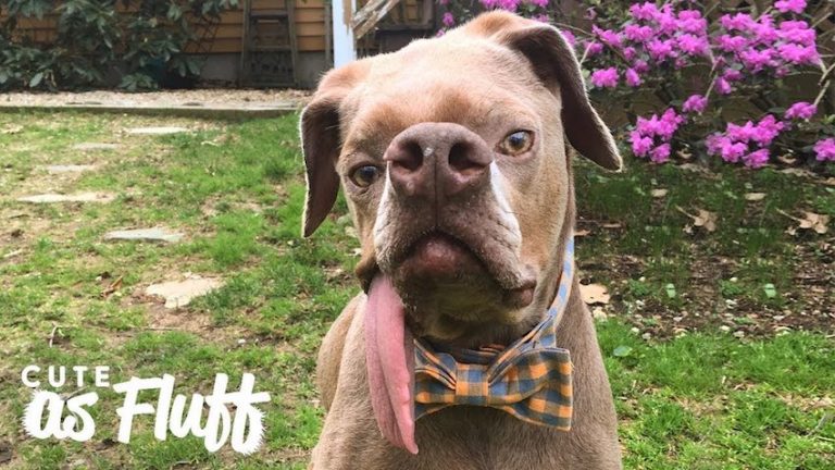 Abandoned ‘Ugly’ Dog Survives Near Fatal Disease And Finds A Happy Home