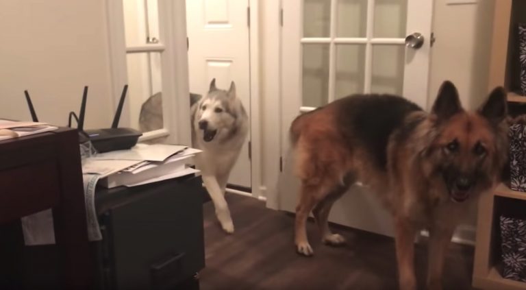 Mom Hilariously Follows Her Complaining Husky Around The House To Find Out What He Wants