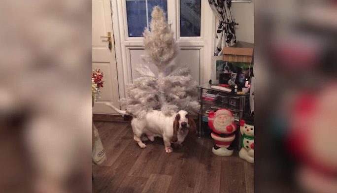 Adorable Basset Hound Loves To Boogie Around The Christmas Tree