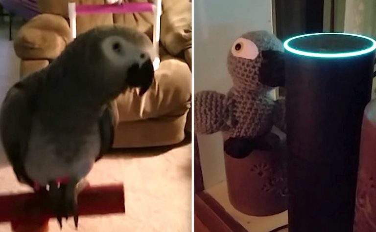 Parrot Makes Hilarious Shopping List On Alexa