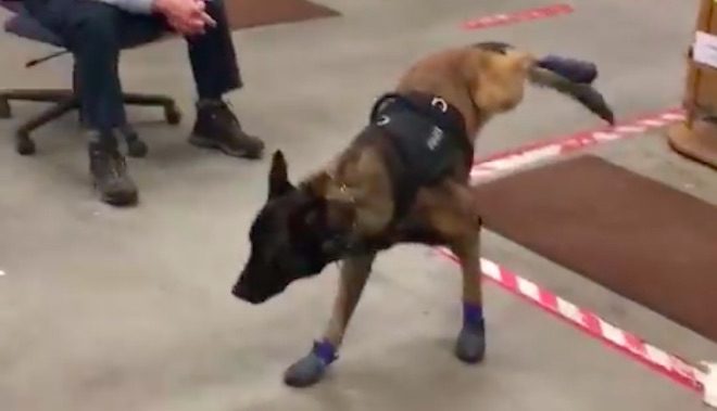 Police Dog Hilariously Puzzled When He Tries On Winter Boots For The First Time