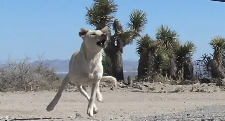 Labrador Retriever Rescued After She Was Abandoned In The Desert