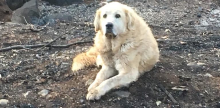 Loyal Dog Waits For Weeks For Family To Return To Home Burned Down By Wildfire