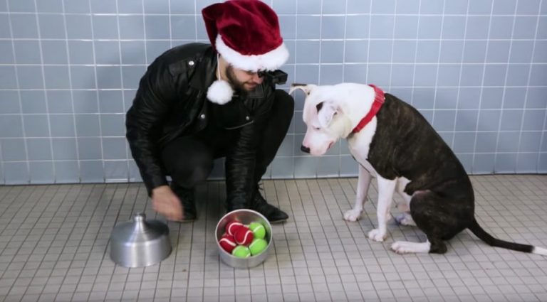 Animal Shelter Puts On Magic Show For Dogs To Help Them Find Homes