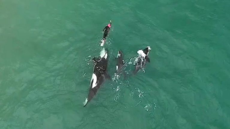 Orcas Play With Swimmer Who Says Experience Was  ‘Sheer Joy’