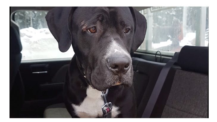 Lost Dog Stranded On Freezing Mountain Highway Reunited With Owner Thanks To Snow Plower