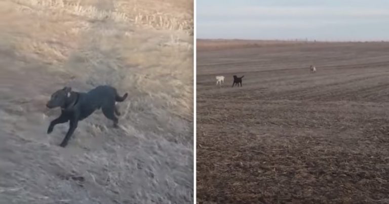 Dog Brings Home Some Unexpected New Friends