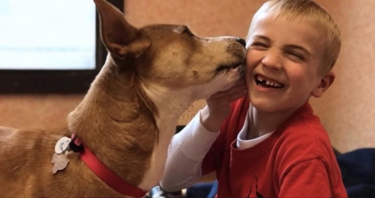 7-Year-Old ‘Dog Whisperer’ Who Has Rescued Thousands of Dogs