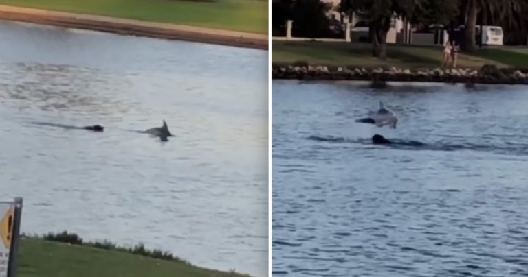 Dog and Dolphin Caught Swimming and Playing Together