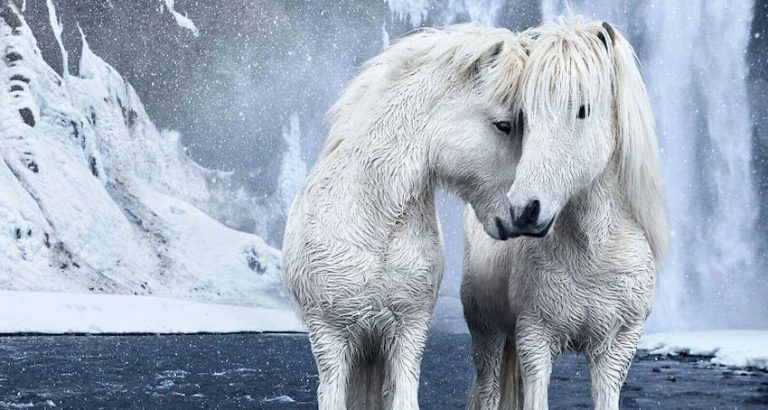 Wild Horses Photographed Among The Mythic Beauty Of Iceland’s Landscapes