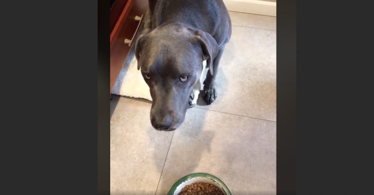 Dog Refuses To Eat Kibble Unless It Is ‘Microwaved’ For Him